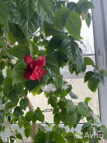 Комнатные растения