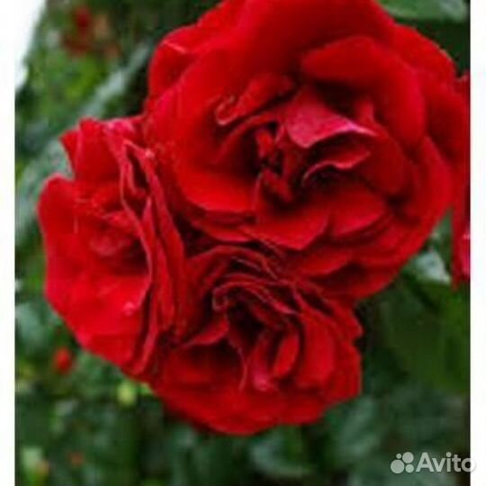 Роза плетистая Amadeus (Амадеус)