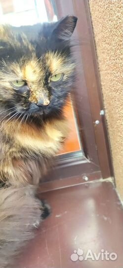Домашняя кошка брошена у магазина