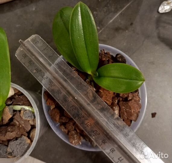 Орхидея фаленопсис детка