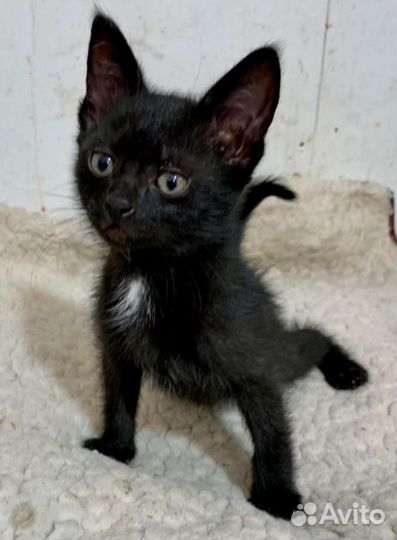 Кошка в дар бесплатно