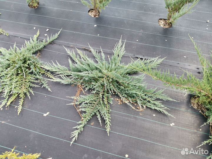 Можжевельник горизонтальный Блю Чип