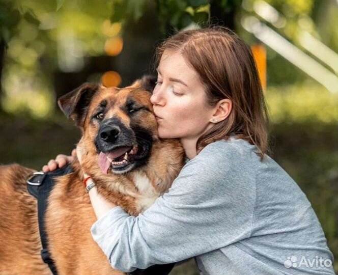 Собака в добрые руки