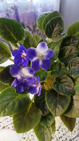 Фиалка в горшочке