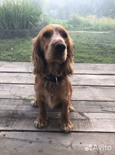 Английский кокер спаниель, кобель. Вязка