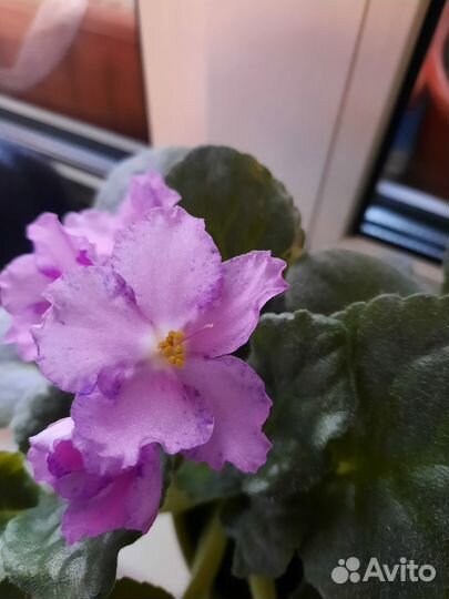 Сортовая фиалка