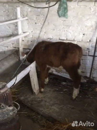 Телята бычки на мясо