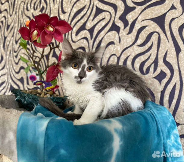 Котенок в добрые руки, красивый котёнок