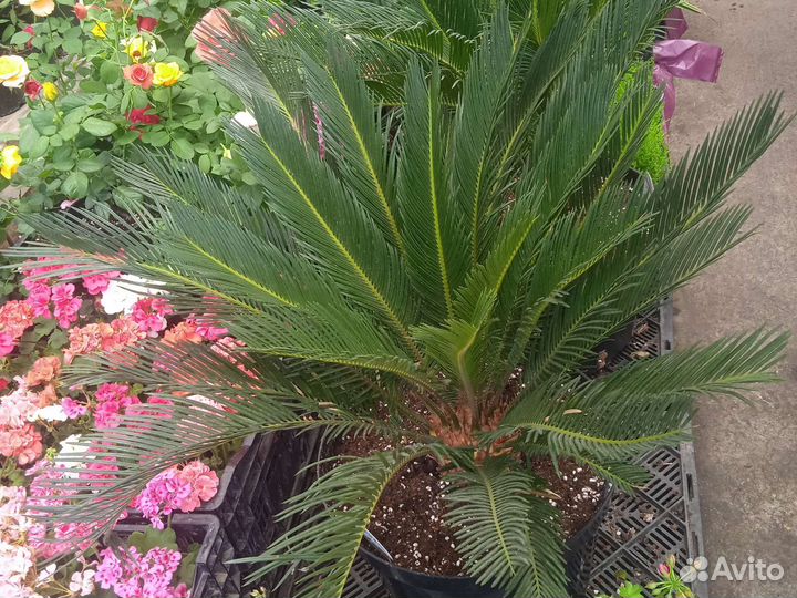 Сановник (цикас)