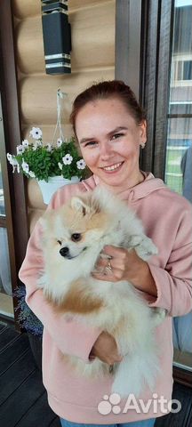 Выгул собак