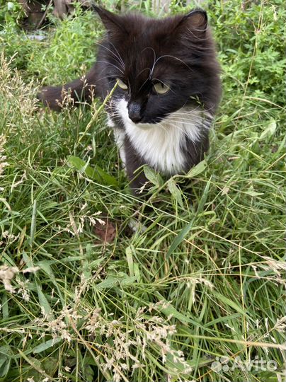 Норвежская лесная