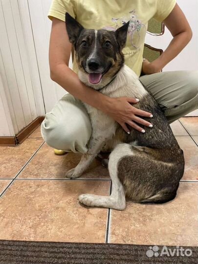 Собака в добрые руки