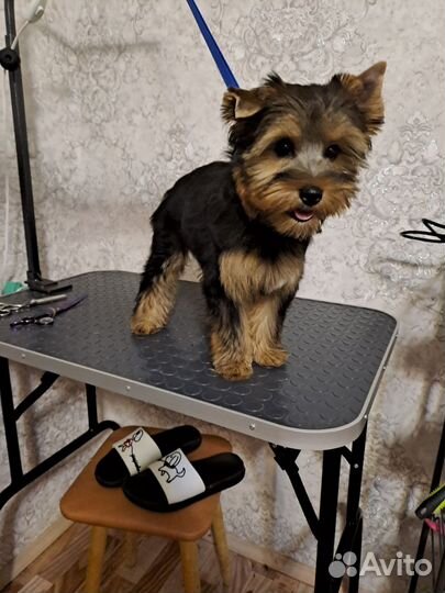 Йоркширский терьер девочка