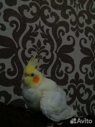 Передержка животных