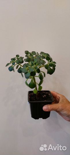 Аихризон- дерево любви или цветок счастья