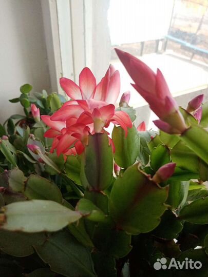 Декабрист шлюмбергера