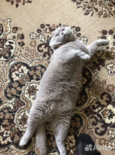 Шотландский вислоухий кот на вязку