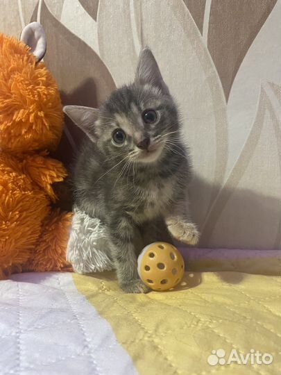 Котята в добрые руки бесплатно