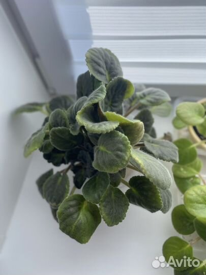 Распродаю растения разные