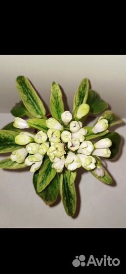 Фиалки сортовые