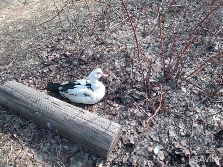 Продам Индоутаков