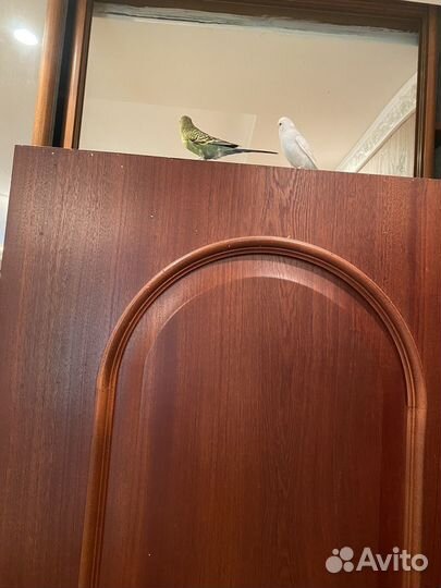 Волнистый попугай девочка и мальчик