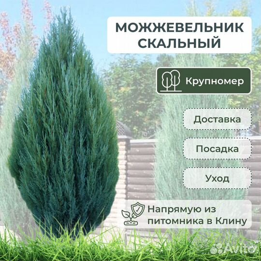 Крупномеры туя можжевельник кедр сосна ель