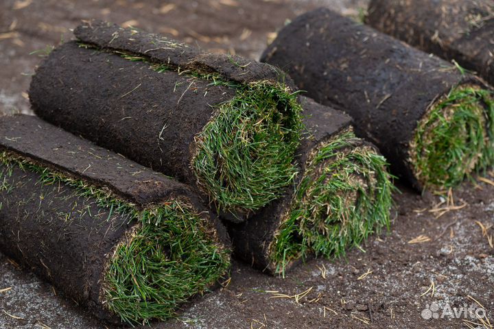 Рулонный газон