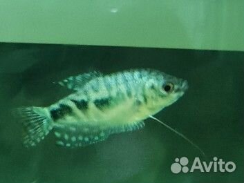 Гурами мраморный