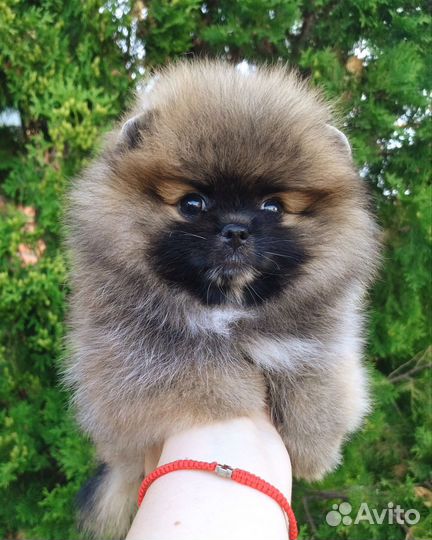 Мини-мини девочка пом