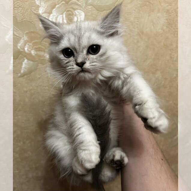 Шотландский прямоухий длинношёрстный котёнок