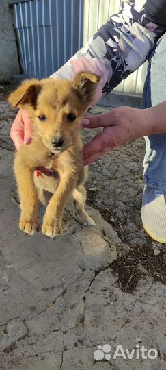 Крошечка- девочка