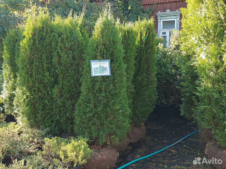 Туя смарагд 160-170см