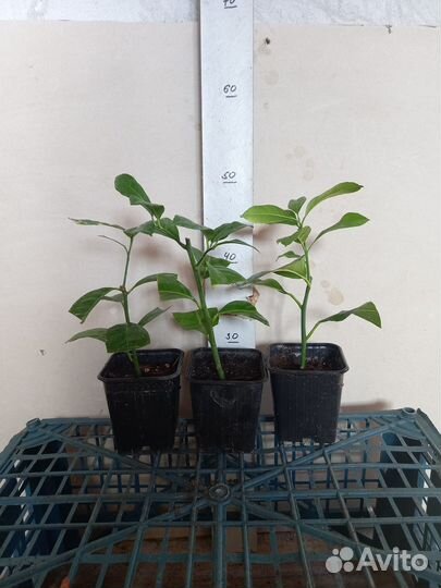 Лимон комнатный