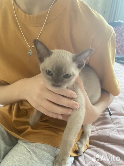 Бурманская кошка котенок