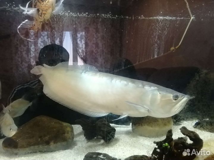 Аквариумные рыбки