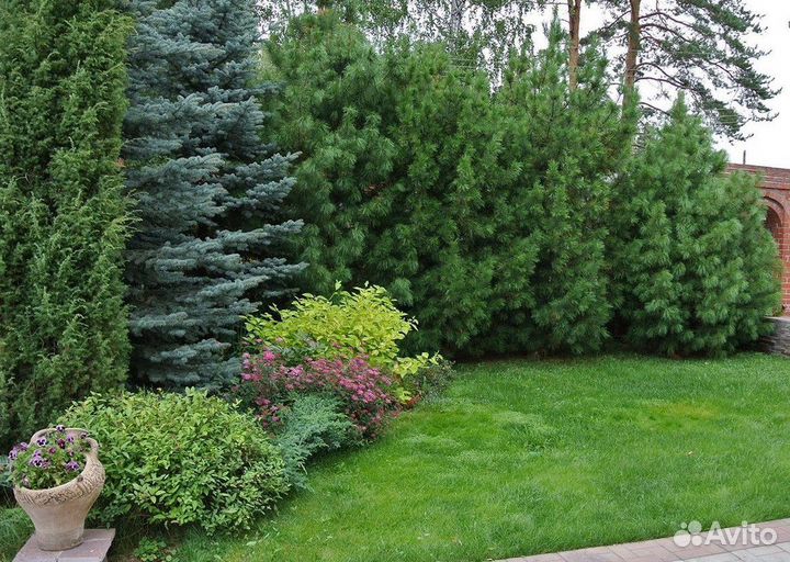 Сосна обыкновенная, крупномер