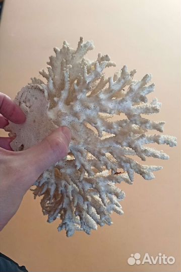 Коралл в аквариум