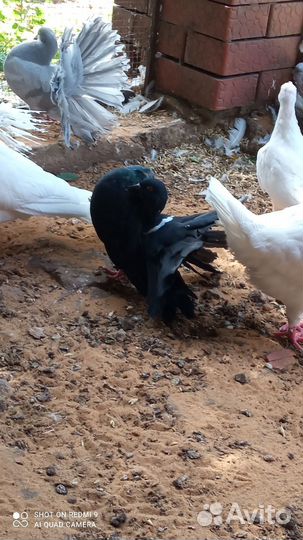 Голуби павлины