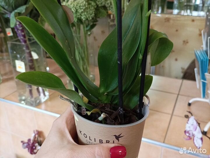 Орхидея фаленопсис мульти флора 2 ст