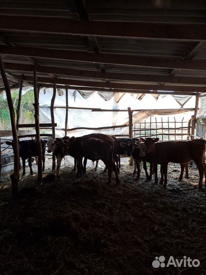 Бычки тёлки 6-7 месяцев были на подсосе