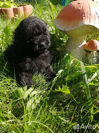 Чёрные и шоколад РКФ