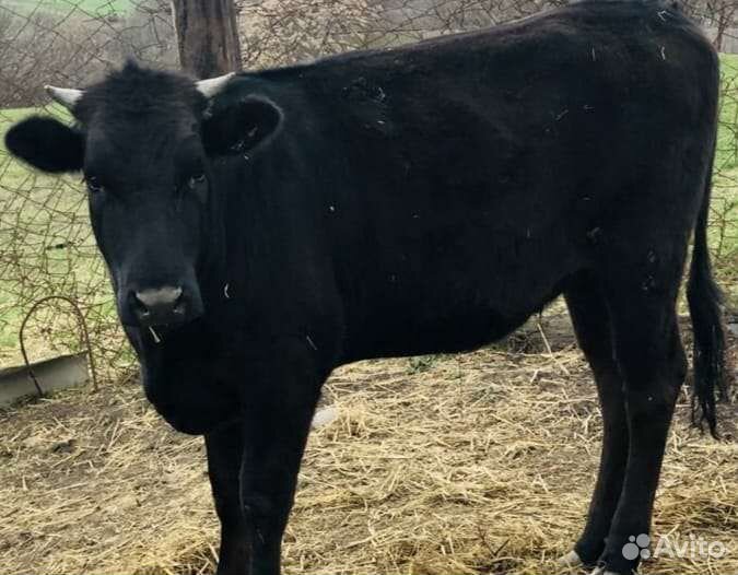 Корова молочная