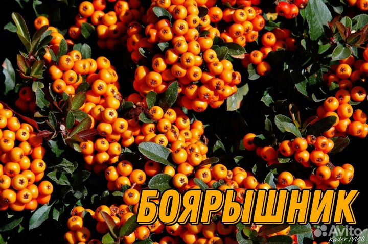 Саженцы плодовых культур