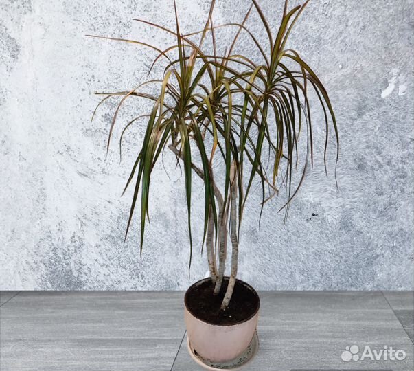 Комнатные цветы драцена