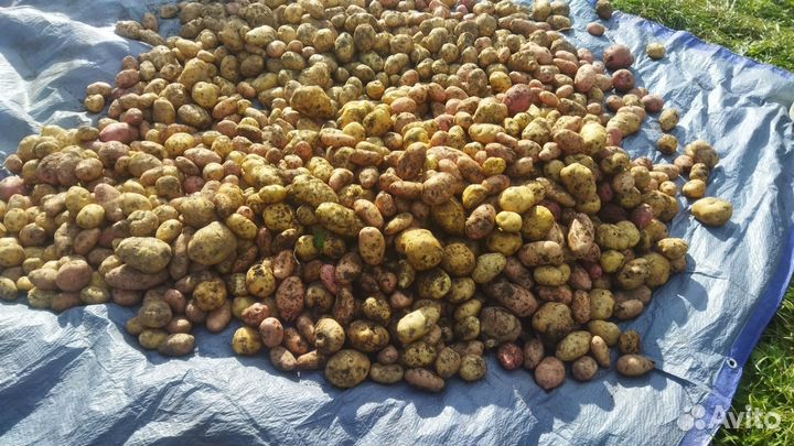 Продам картофель с доставкой