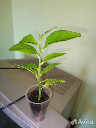 Педилантус