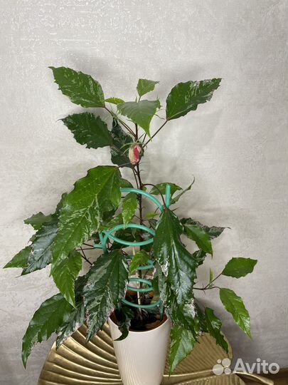 Гибискус китайская роза Купера