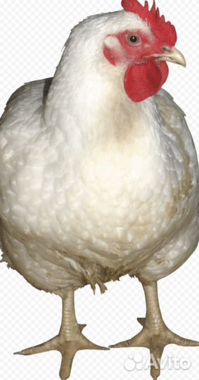 Куры несушки