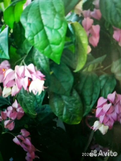 Клеродендрум Томпсона